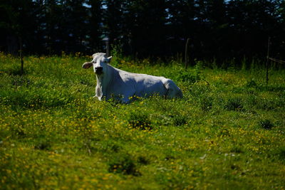 Horse standing in a field