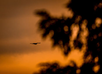 Silhouette bird flying in sky during sunset