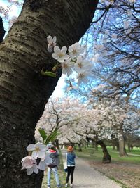 Low angle view of cherry blossoms on tree