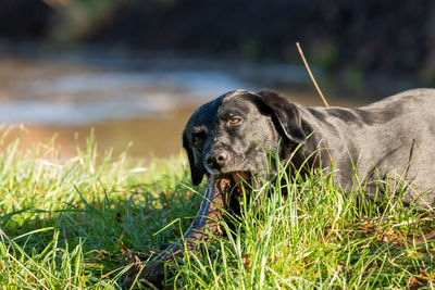 Portrait of a black labrador playing with a stick