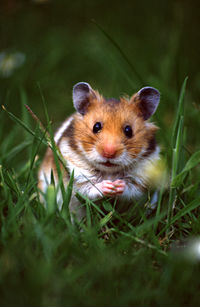 Close-up portrait of a rabbit on field