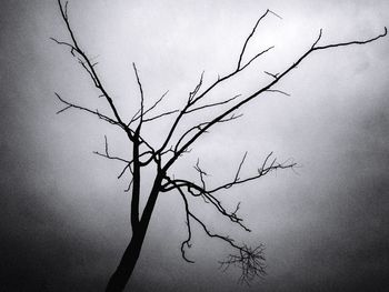 Close-up of bare tree against sky