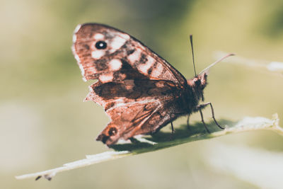 Close-up of butterfly