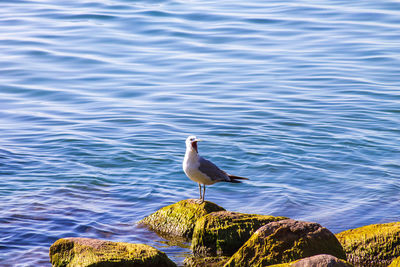 Seagull perching on rock