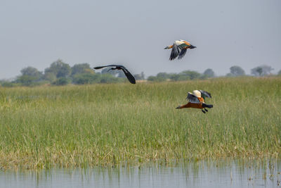 View of bird flying over field against sky