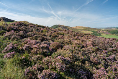 Purple heather at the roaches, staffordshire from hen cloud in the peak district national park, uk.