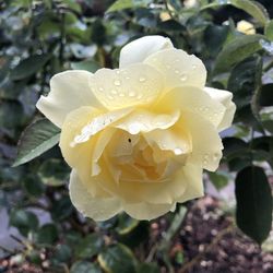 Close-up of raindrops on rose flower