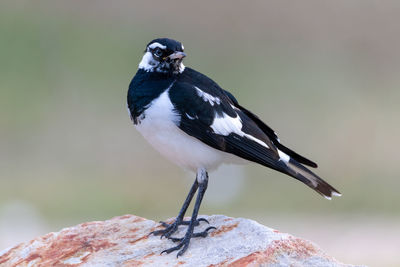 Close-up of magpied park perching on rock