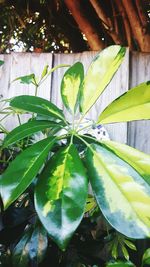 Close-up of plant