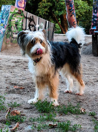 Dog standing against plants