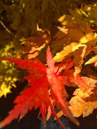 Close-up of maple leaves on plant during autumn