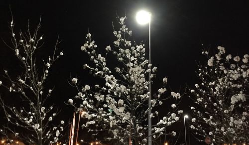 Illuminated plants and trees at night