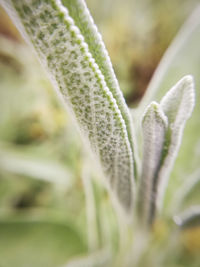 Close-up of plant growing on field