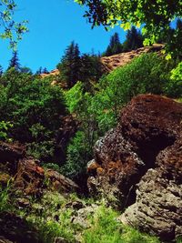 View of rocks and trees in forest