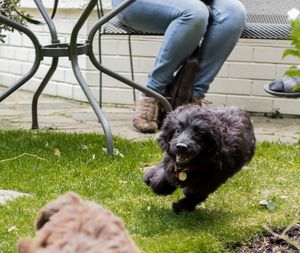 Dog on grass