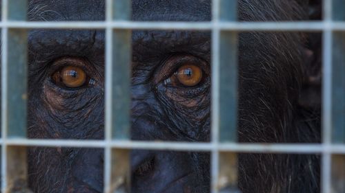 Close-up portrait of chimpanzee in cage