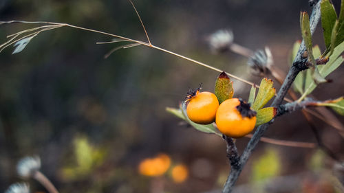 Close-up of orange on tree