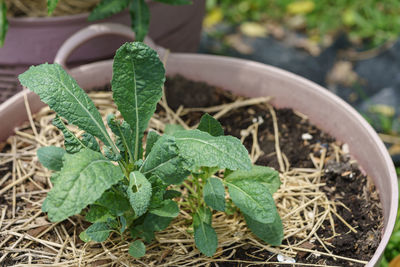 Close-up of potted plant growing on field