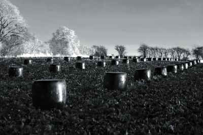 Plants by trees against sky