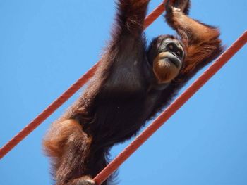 Close-up low angle view of an animal