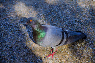 Close-up of bird perching on ground