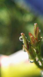 Close-up of insect on plant