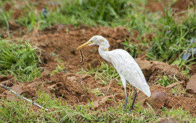 Bird on a field