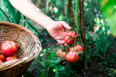 Person holding apple in basket