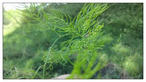 Close-up of plant