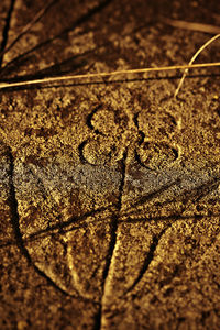 Close-up of surface level of ground