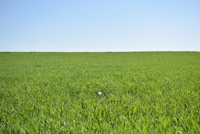 Scenic view of grassy field against clear sky