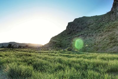 Scenic view of field against clear sky