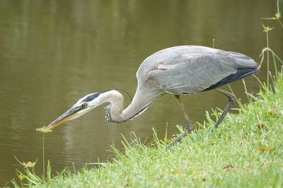 View of heron in lake