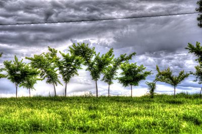 Trees on field against sky