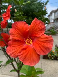 Close-up of red hibiscus flower in yard