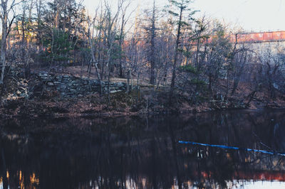 Scenic view of lake in forest