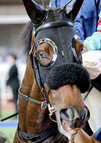 Close-up of horse