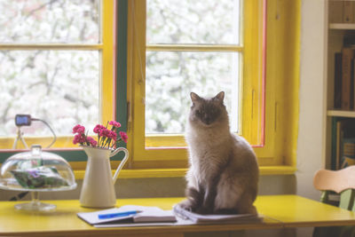 Cat sitting on window sill