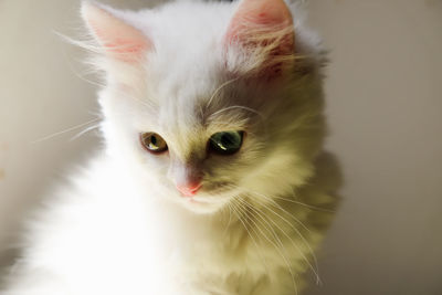 Close-up portrait of cat
