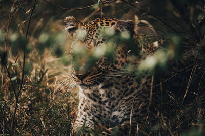 Leopard on the hunt 