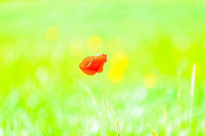 Close-up of red flower in meadow