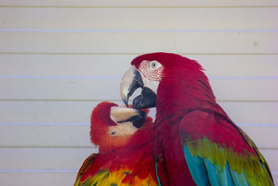 Close-up of parrot perching on the wall