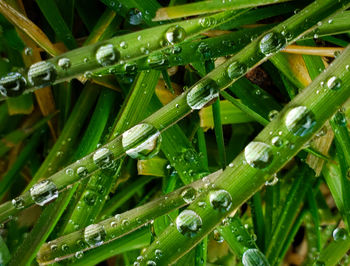 Close-up of wet plant leaves during rainy season