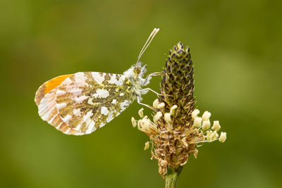 Close-up of butterfly pollinating on flower