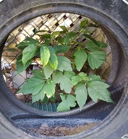 High angle view of potted plant