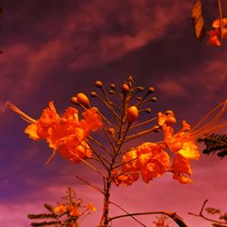 Low angle view of orange flowering plants against sky during sunset