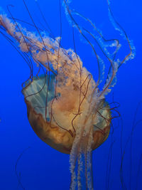 Close-up of jellyfish swimming in water at aquarium