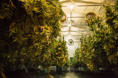 View of potted plants in greenhouse