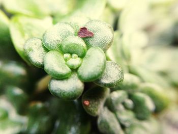 Close-up of plant growing on plant