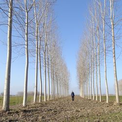 Rear view of man amidst trees against sky